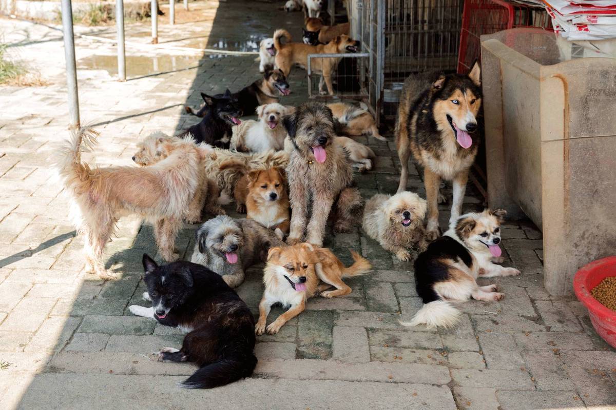 狗狗大集会！看上了可以免费领养哦！(領養狗狗流浪)