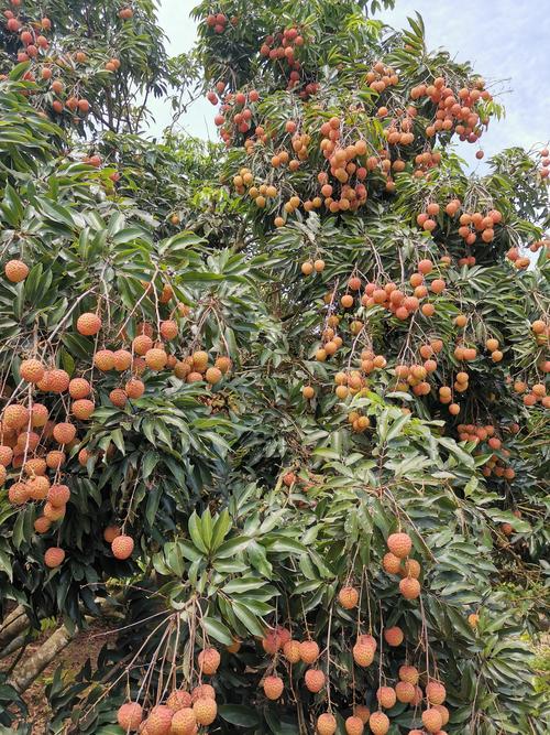 魅“荔”廉江 上鲜在即(荔枝種植果農)