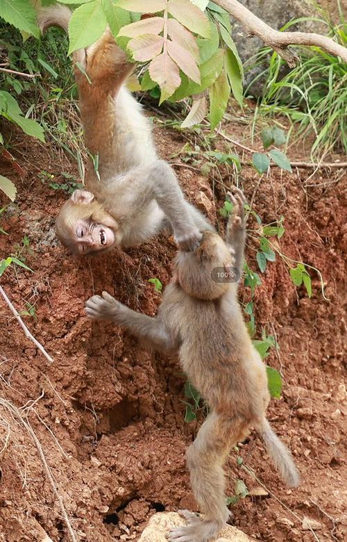 女子网购猕猴当宠物 涉非法收购野生动物在南通被抓(野生動物獼猴瀕危)