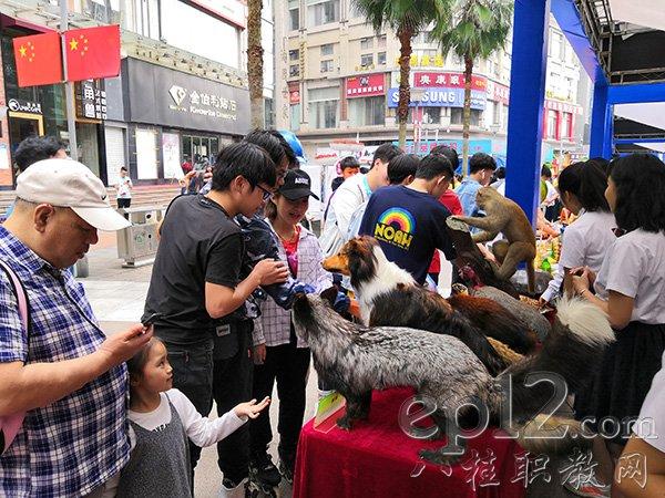 广西柳州牧校宠物协会举办第一届“首领杯”宠物技能大赛(寵物首領第一屆)