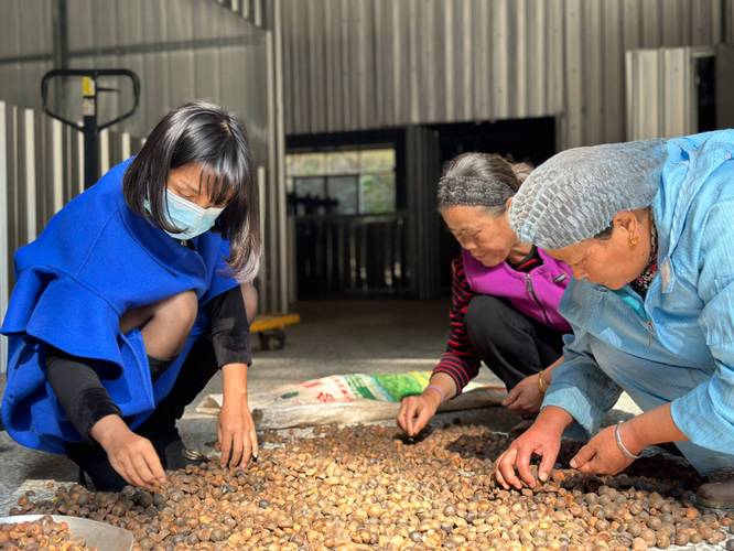 平安普惠辽宁分公司：采购农产品茶油 助湘西灵犀精准扶贫(扶貧茶油助力)