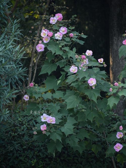 水木芙蓉  相映成趣（把自然讲给你听）(木芙蓉芙蓉花期)