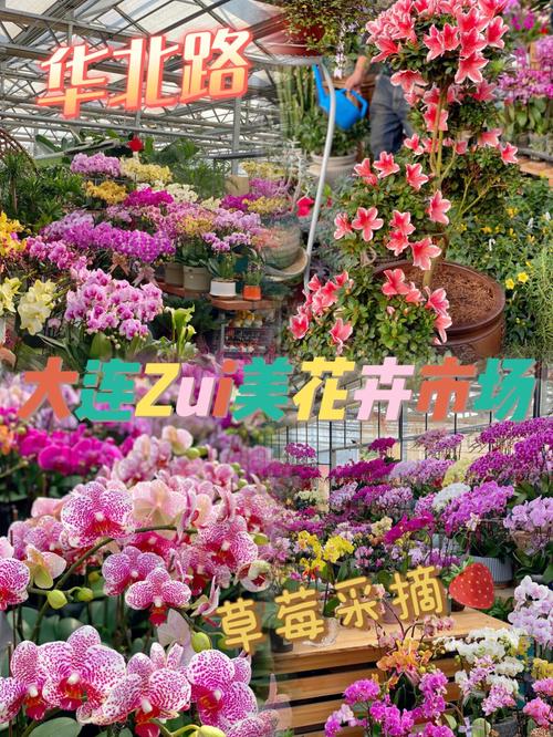 北京年宵花热销_市民可通过小程序“北京花卉”选购(年宵花卉市民)