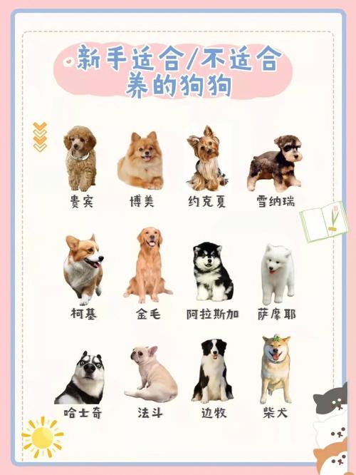 养狗太难上手了？这六种容易打理的犬种_比较适合新手饲养(狗狗打理飼養)