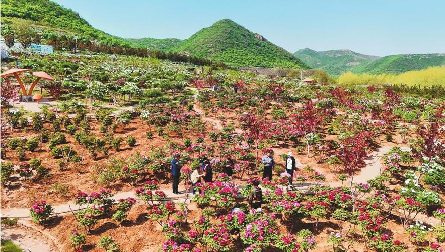 菏泽市成武县：油用牡丹盛开 有风景更有“钱”景(牡丹更有盛開)