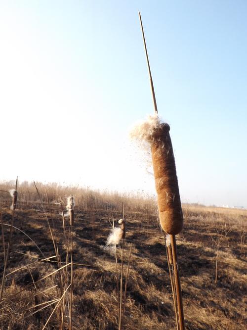 俗称水蜡烛_花絮似蜡烛被当玩具_却不知地下藏美味_1斤25元(蠟燭花絮地下)