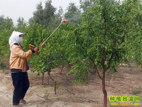 枣树喷叶面肥_原来好处有这么多？今天总算知道了！(棗樹坐果葉面肥)