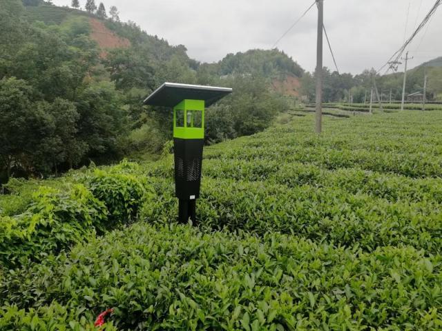 鹤峰：“小仪器”发挥茶园绿色防控“大作用”(茶園鶴峰防控)