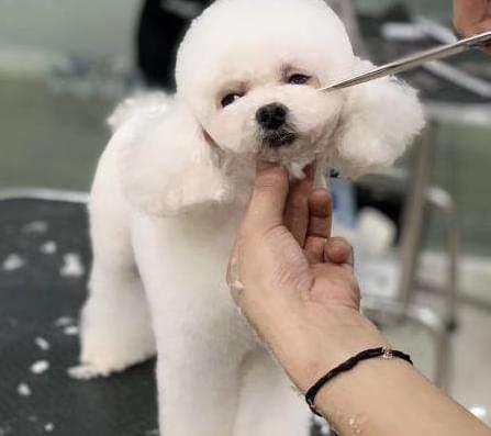 00后花400元给爱犬美容_却舍不得花30元给男友理发_被指责还说(新新兩人男友)