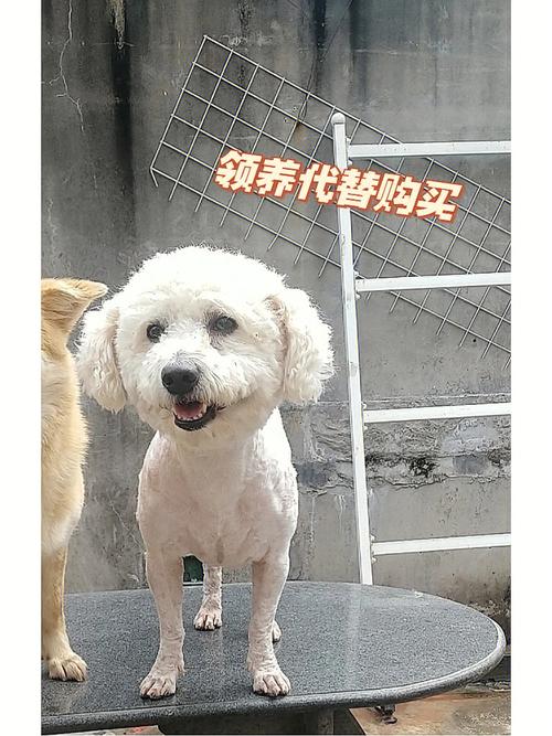 厦门市灌口镇有偿寻找比熊犬(狗狗尋回口鎮)