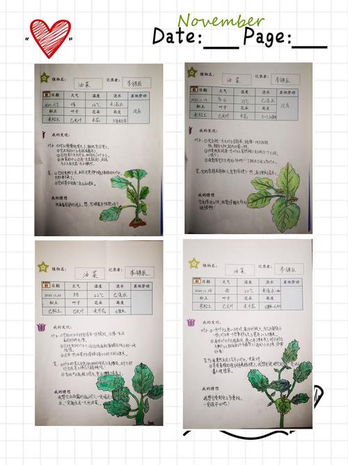 小油菜的种植方法_照着做_很容易长出漂亮的锥子型(油菜種植長出)