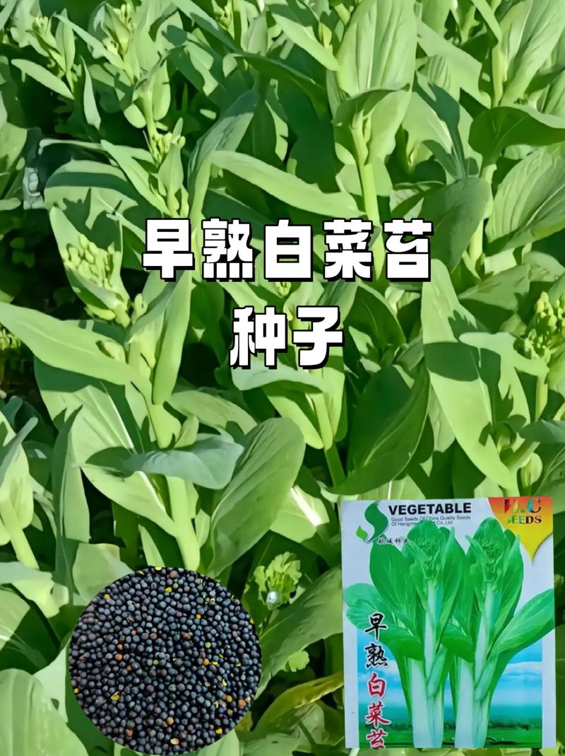 秋天买白菜要注意_选白色还是绿色？牢记4点_买菜别再吃大亏(白菜要註意根部)