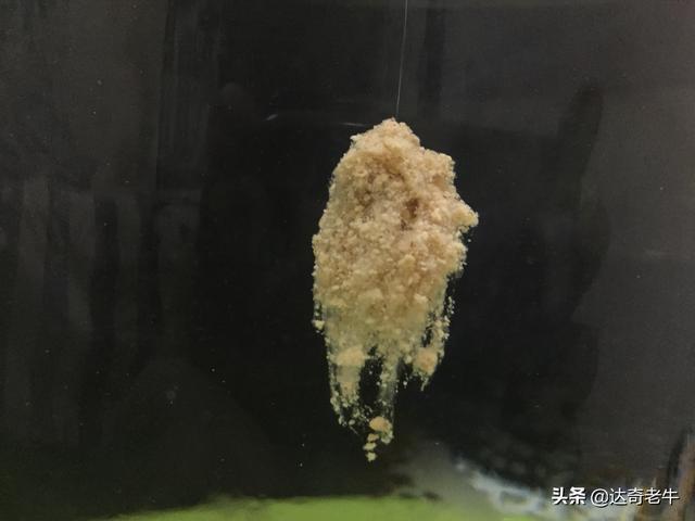 它是美容品里的廉价货_却成了钓鱼界状态神饵_至今盛行(水母釣魚餌料)