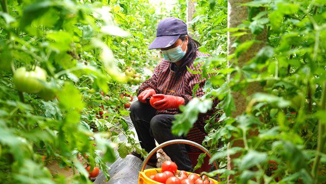 泾阳农民每天给番茄“激光美容”_沙软飚汁两米远_寻回童年记忆(西紅柿涇陽大姐)