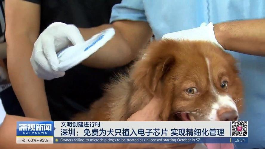 狗狗体内植入电子芯片_又一地要求了……(芯片植入狗狗)