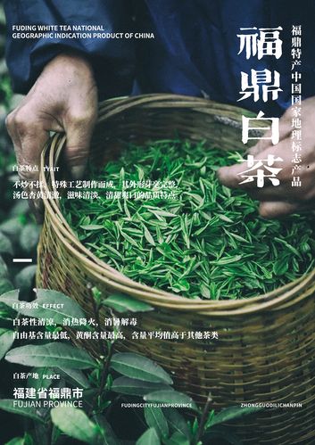 桑植白茶宣传广告语征集活动来了(桑植白茶作品)