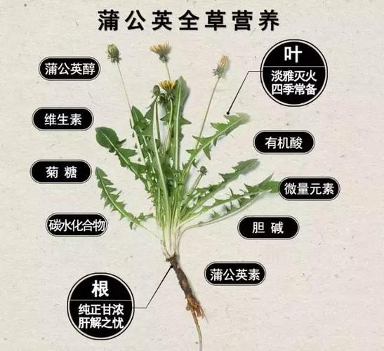 蒲公英的“根”胜过“冬虫夏草”_小植物_大作用！(蒲公英作用冬蟲夏草)