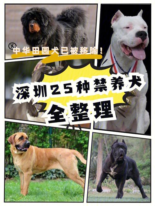 注意！深圳这25种犬禁养(寵物公園養犬)