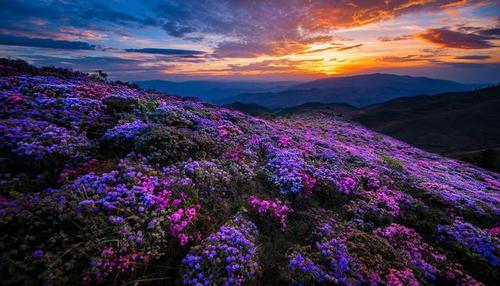 “索玛花海”上线_邂逅一场浪漫花开(花海花開邂逅)