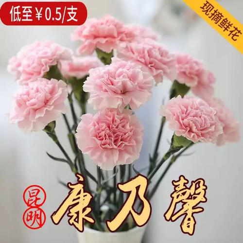 潍坊市高密：妇女节主花康乃馨价格高出往期3倍_创历史新高(康乃馨價格婦女節)