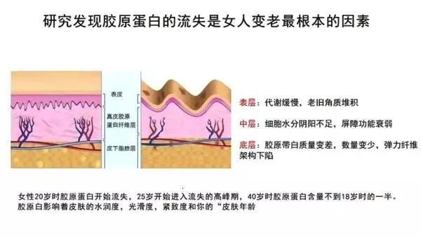 胶原蛋白于皮肤的重要性(膠原蛋白皮膚流失)