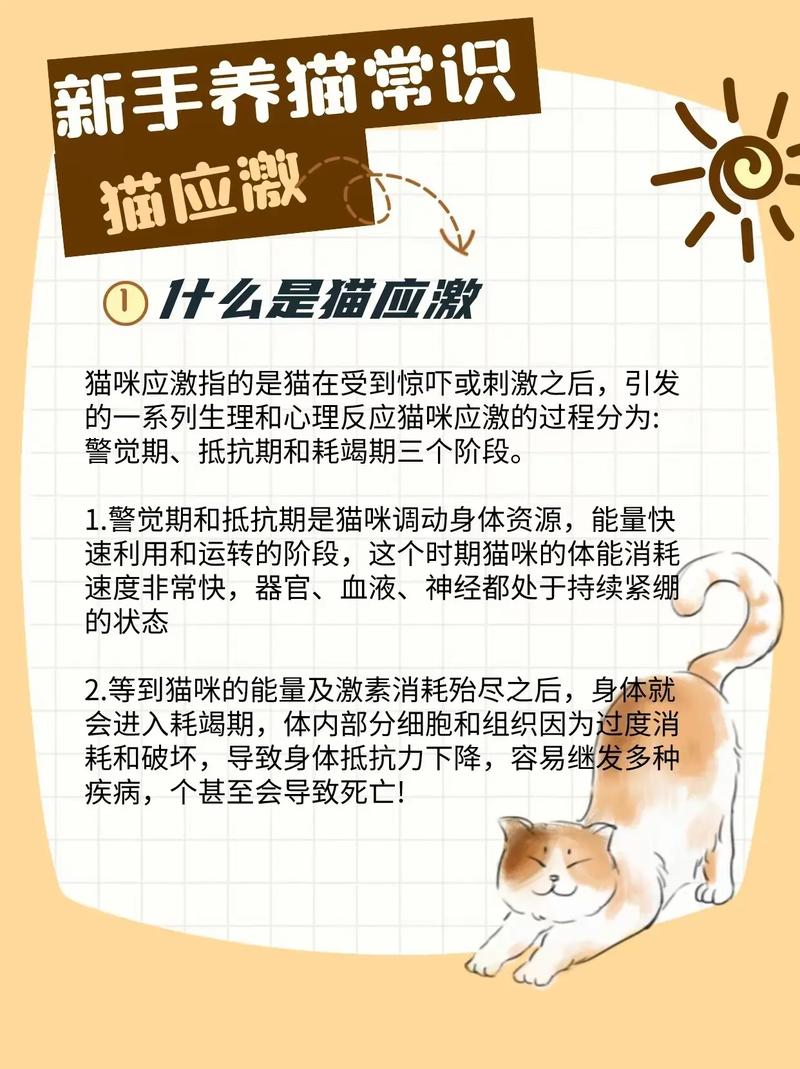 缓解猫咪就医应激！这4步你做对了吗？(貓咪應激你做)