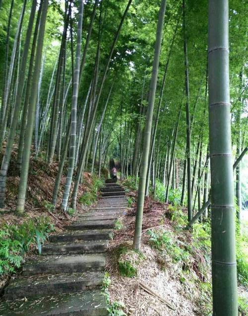 山东聊城：“南竹北移”绿生金(南竹竹子竹林)