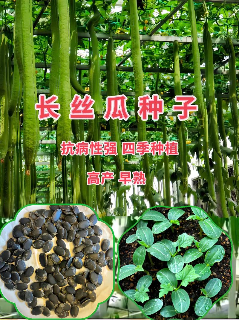 【种植】三种丝瓜种子的特点和用途(絲瓜種子種植)