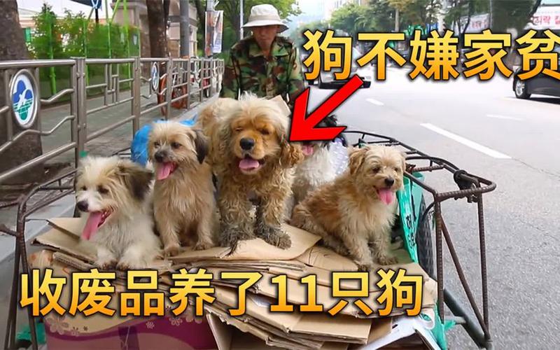 合肥犬只收容中心进展如何？部门回应！(收容流浪狗養犬)