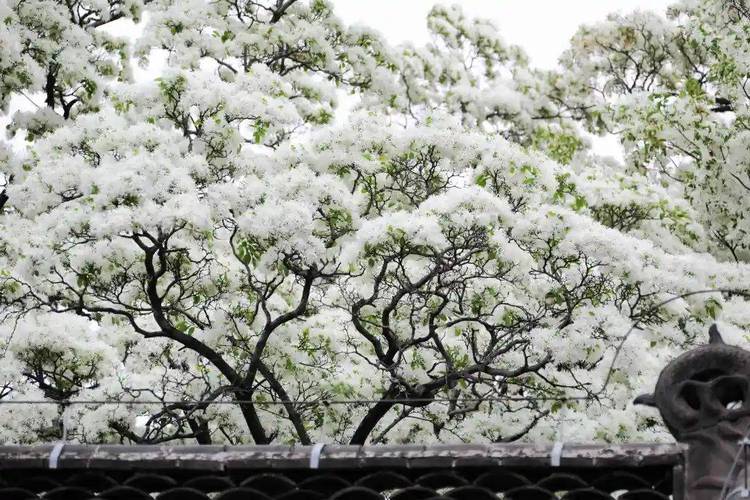 恍若云朵覆绿波_流苏花开如白雪(流蘇花開恍若)