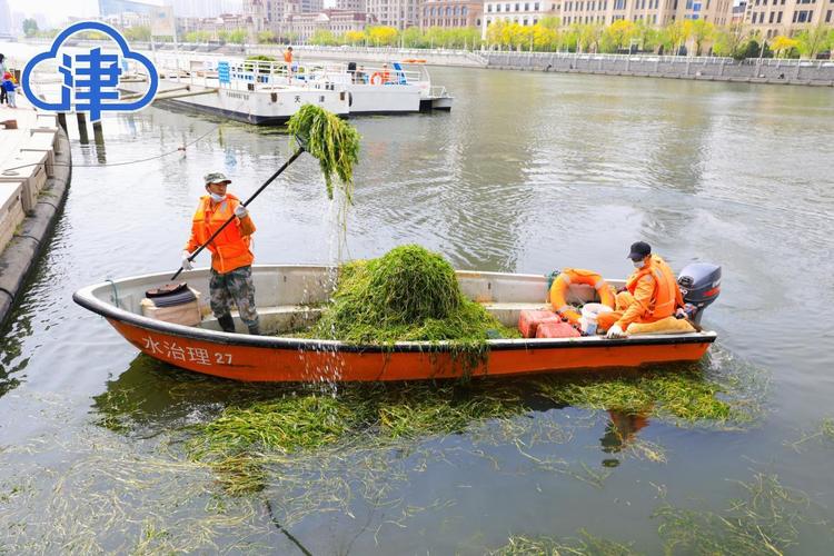 清捞水草保持河水清澈_河道“美容师”守护碧水清波(河道水草美容師)