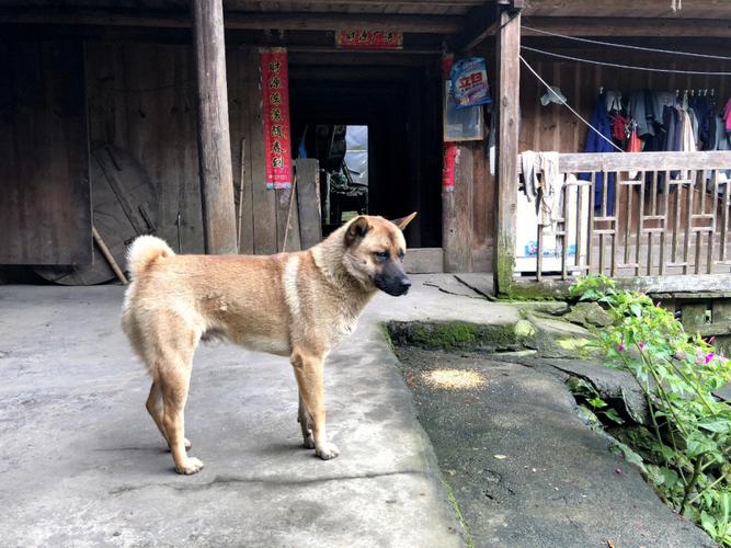 沈阳市于洪区5000元寻找田园犬(田園尋找狗狗)