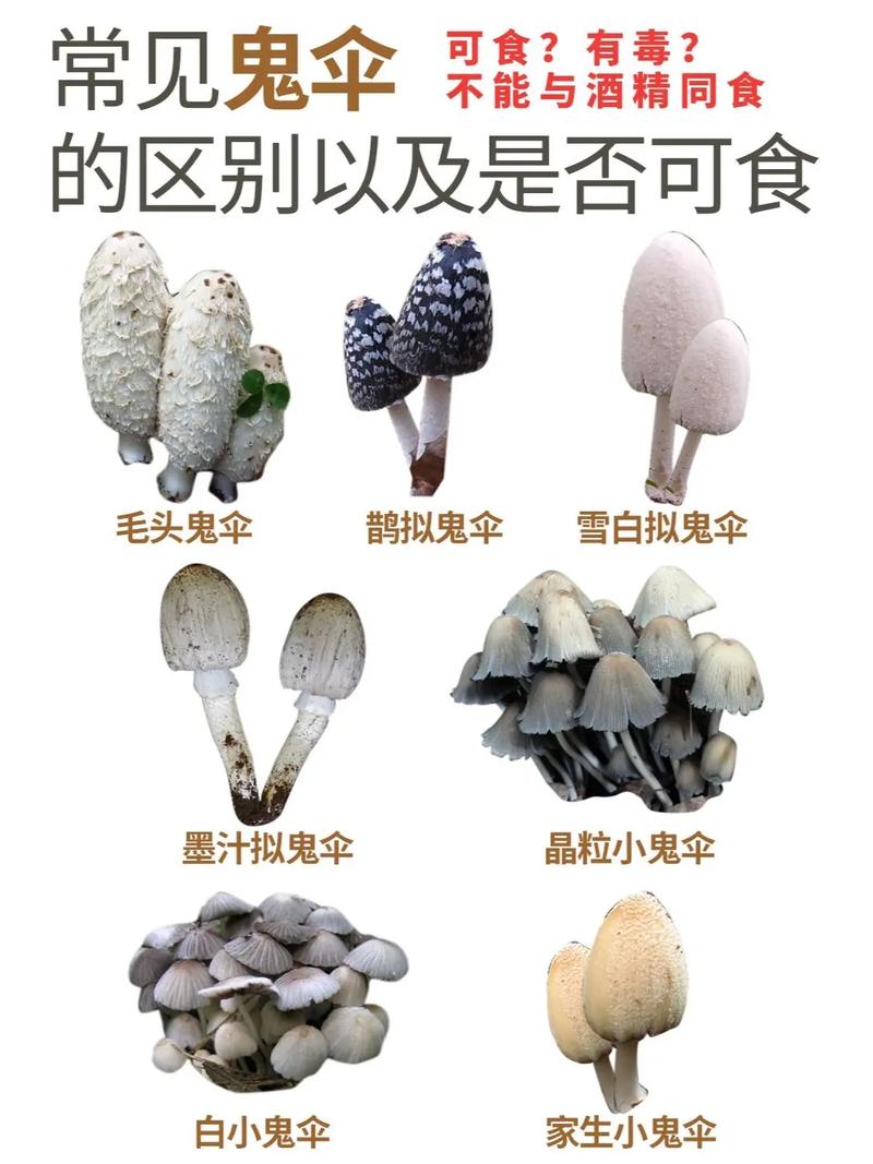 为了让你吃上野生菌_云南人有多拼？(食用菌讓你有多)