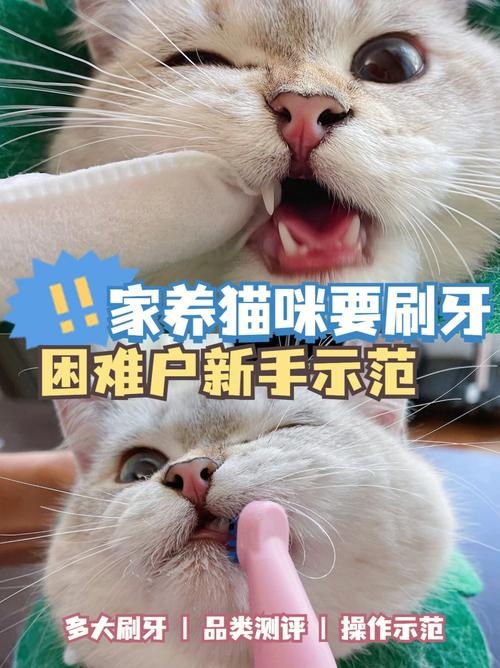 真的有必要给猫刷牙么？两位牙科宠医聊聊宠物洁牙那些事儿……(牙科刷牙拔牙)