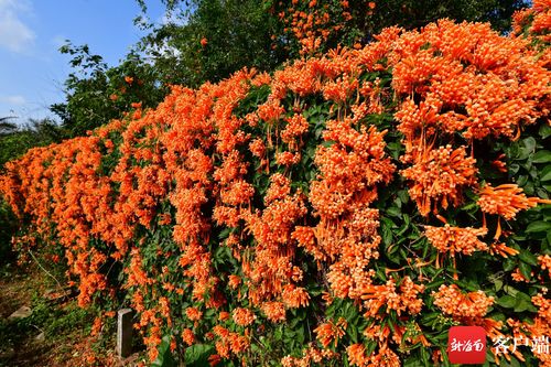 兴宁区：炮仗花开_浪漫花墙等你来赏(炮仗花墻花開)