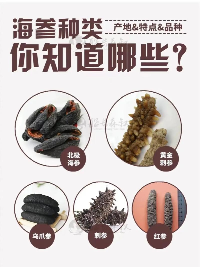 你知道全世界的海参一共有多少种吗？这里都给大家收集全了！(海參你知道都給)