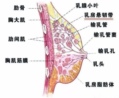 乳房整形：乳房位置及结构(乳房乳腺乳頭)