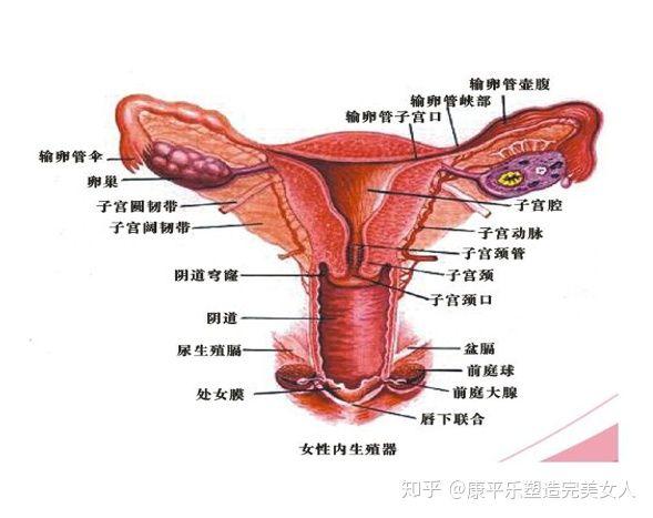 认识子宫（三）_子宫的功能与保养(子宮內膜卵巢)