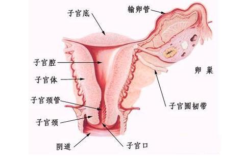 维怡康的商业模式介绍(卵巢陰道幫扶)