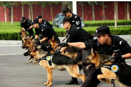 警犬波波_一路走好(警犬波波襄陽)