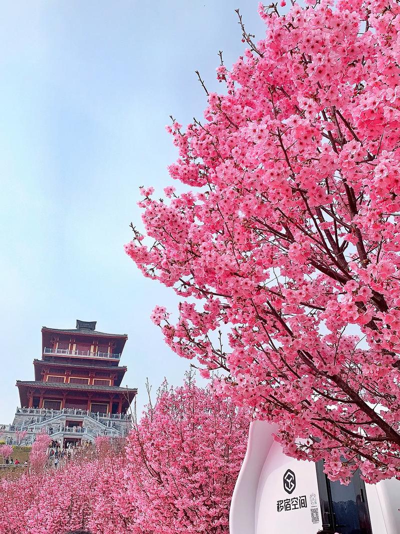 这份河南赏花打卡攻略_快点收藏吧！(賞花櫻花打卡)