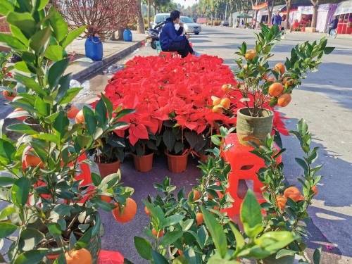 年花哪里买？东莞最值得“花”钱的种植基地全找到了(花農花種春節期間)