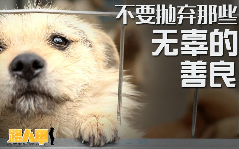 拒绝弃养 安置流浪犬 它们希望有个家(流浪狗阿婆有個)