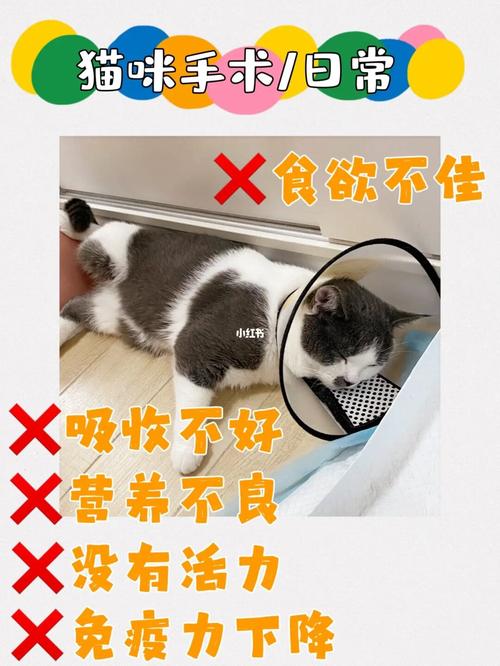 猫咪术后哪些无需过于担心_哪些又要及时联系医生？盘点5种情况(術後貓咪又要)