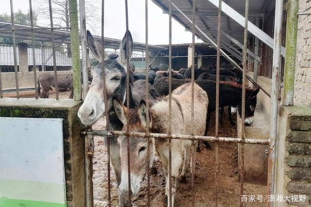 ＃虎年走基层＃：长沙驴园姐姐要把驴奶惠及更多人(虎年惠及更多)