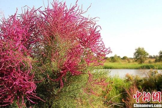 记忆里的红柳树(紅柳檉柳黃河口)