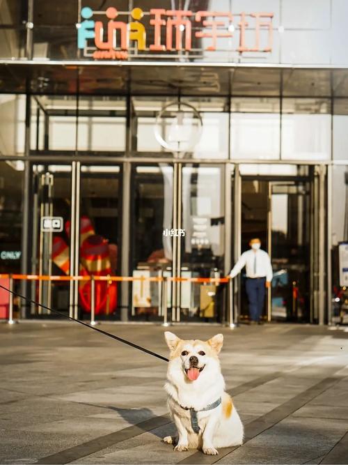 宠物和春天都不可以辜负！北京这6家宠物友好店_随时都能带着自家“毛孩子”去玩(寵物毛孩子帶著)