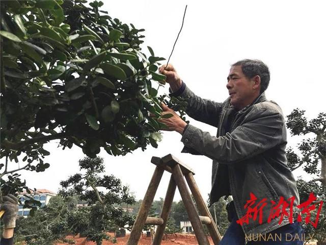 跳马镇苗木造型师走俏 振兴乡村路上显“身手”(苗木跳馬造型)