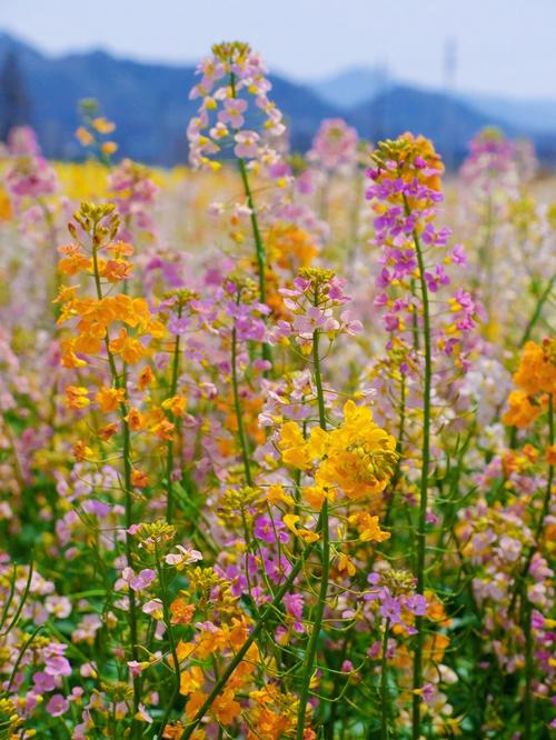 “春日限定”_奉化百亩七彩油菜花海等你来约(油菜花花海油菜)