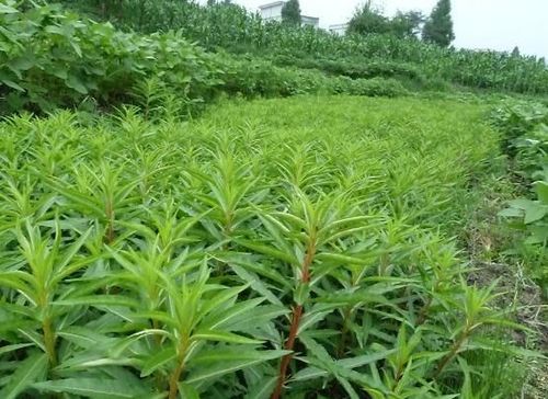 老中医说这1种植物水_脂肪肝坚持喝_清肝油除肝脂_必须收藏(葛根脂肪肝肝臟)